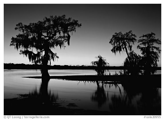 Bald Cypress at sunset on Lake Martin. Louisiana, USA (black and white)