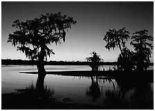 Bald Cypress at sunset on Lake Martin. Louisiana, USA ( black and white)