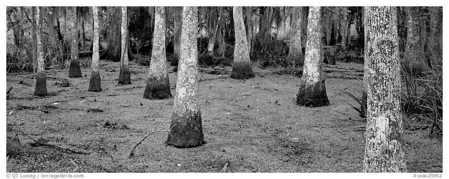 Swamp landscape with bald cypress. New Orleans, Louisiana, USA (black and white)
