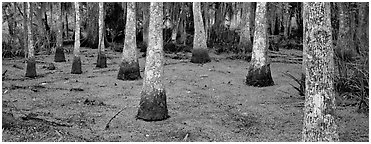 Swamp landscape with bald cypress. New Orleans, Louisiana, USA (Panoramic black and white)