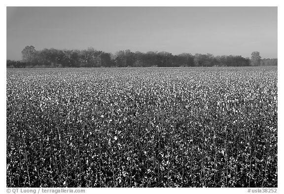Cotton field. Louisiana, USA (black and white)