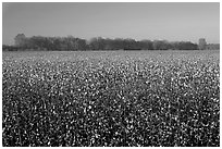 Cotton field. Louisiana, USA (black and white)
