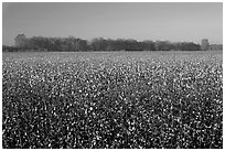 Pictures of Cotton Growing