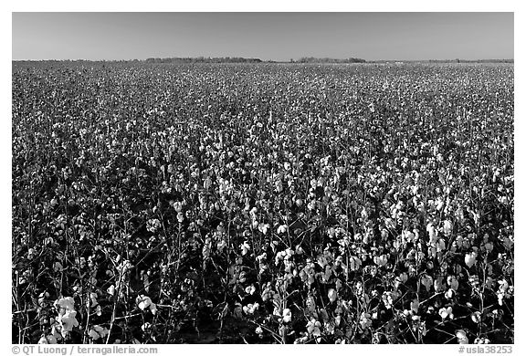 Field of cotton. Louisiana, USA (black and white)