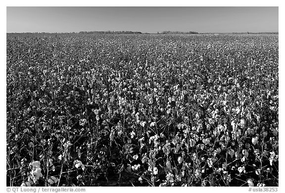 Field of cotton. Louisiana, USA