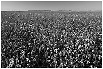 Field of cotton. Louisiana, USA (black and white)