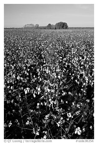 Cotton nearly ready for harvest. Louisiana, USA