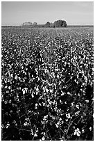 Cotton nearly ready for harvest. Louisiana, USA ( black and white)