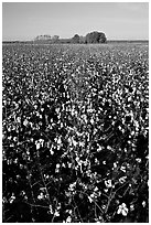 Cotton nearly ready for harvest. Louisiana, USA (black and white)