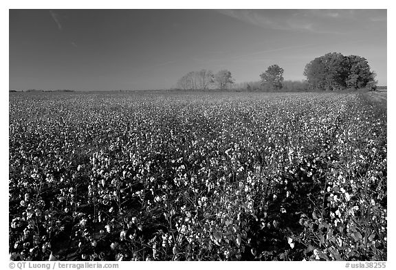 Rows of cotton plants. Louisiana, USA (black and white)