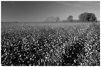 Rows of cotton plants. Louisiana, USA (black and white)