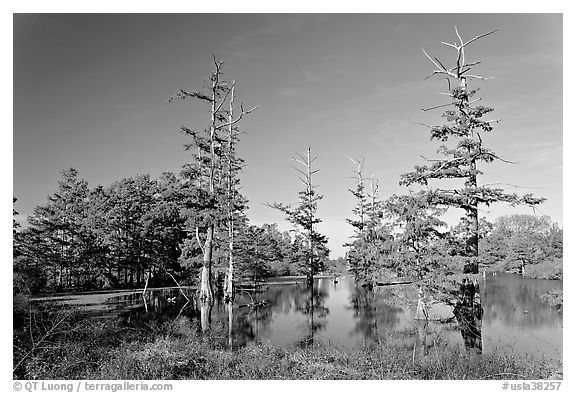 Pond and bald cypress in fall color. Louisiana, USA (black and white)