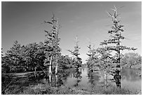 Pond and bald cypress in fall color. Louisiana, USA ( black and white)