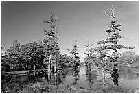 Pond and bald cypress in fall color. Louisiana, USA (black and white)