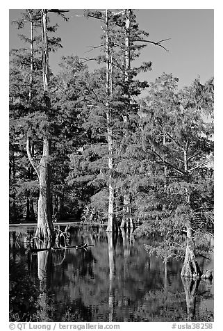 Bald cypress in fall color. Louisiana, USA