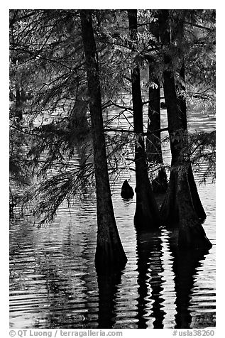 Pond and backlit cypress leaves in autumn color. Louisiana, USA (black and white)