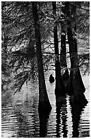 Pond and backlit cypress leaves in autumn color. Louisiana, USA (black and white)