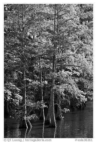 Cypress with needles in fall color. Louisiana, USA (black and white)