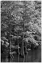 Cypress with needles in fall color. Louisiana, USA ( black and white)