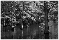 Swamp and cypress with needles in fall color. Louisiana, USA ( black and white)