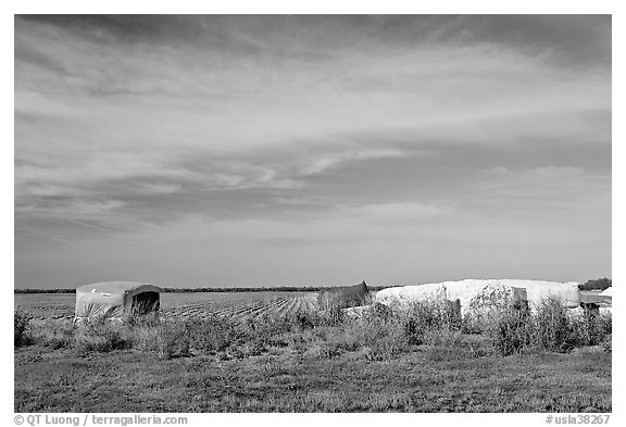 Harvested cotton modules. Louisiana, USA (black and white)