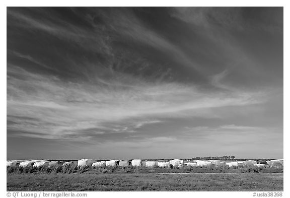 Cotton modules covered by tarps. Louisiana, USA (black and white)