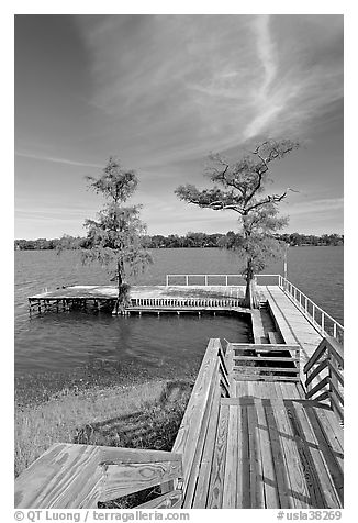 Deck and bald cypress on Lake Providence. Louisiana, USA (black and white)