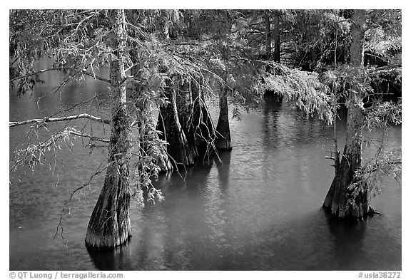 Cypress in fall colors, Lake Providence. Louisiana, USA