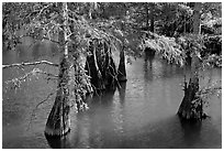 Cypress in fall colors, Lake Providence. Louisiana, USA (black and white)