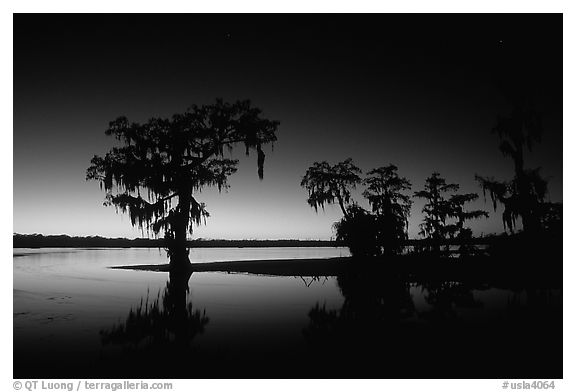 Bald Cypress at sunset on Lake Martin. Louisiana, USA (black and white)