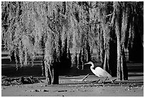 Great Egret and cypress covered with spanish moss, Lake Martin. Louisiana, USA (black and white)