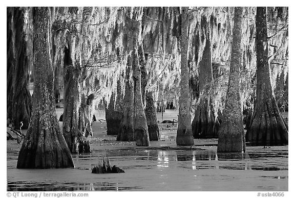 Bald Cypress covered with spanish moss, Lake Martin. Louisiana, USA (black and white)