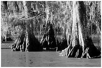 Bald Cypress growing out of the green waters of the swamp, Lake Martin. Louisiana, USA (black and white)