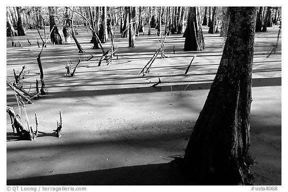 Bald Cypress growing out of the green waters of the swamp, Lake Martin. Louisiana, USA