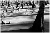 Bald Cypress growing out of the green waters of the swamp, Lake Martin. Louisiana, USA ( black and white)