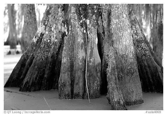 Bald Cypress trunks, Lake Martin. Louisiana, USA (black and white)