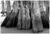 Bald Cypress trunks, Lake Martin. Louisiana, USA (black and white)