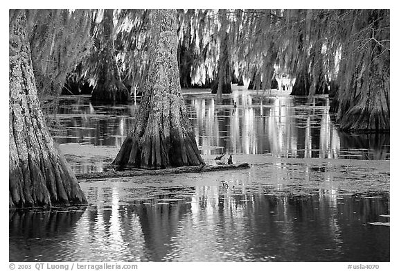 Bald Cypress and reflections, Lake Martin. Louisiana, USA (black and white)