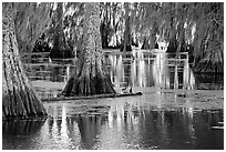 Bald Cypress and reflections, Lake Martin. Louisiana, USA (black and white)