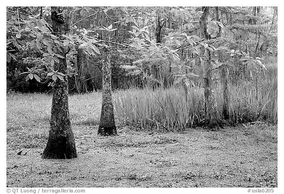 Bald cypress and swamp in spring, Barataria Preserve, Jacques Laffite Park. New Orleans, Louisiana, USA