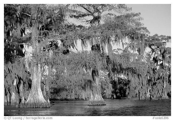 Bald cypress, late afternoon, Lake Martin. Louisiana, USA