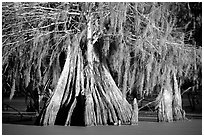 Big bald cypress tress, Lake Martin. Louisiana, USA (black and white)