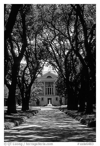 Tree alley leading to a Plantation house. Louisiana, USA (black and white)