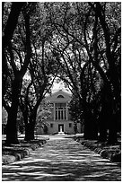 Tree alley leading to a Plantation house. Louisiana, USA ( black and white)
