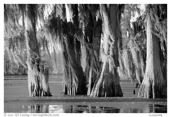 Trees covered by Spanish Moss at sunset, Lake Martin. Louisiana, USA (black and white)