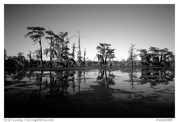 Bald cypress reflected in water. Louisiana, USA (black and white)