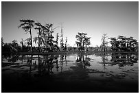 Bald cypress reflected in water. Louisiana, USA (black and white)