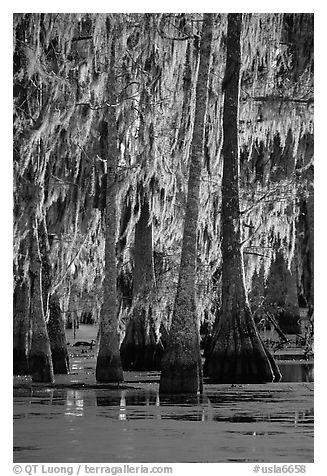 Bald cypress trees covered with Spanish mosst, Lake Martin. Louisiana, USA (black and white)