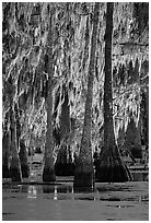 Bald cypress trees covered with Spanish mosst, Lake Martin. Louisiana, USA (black and white)