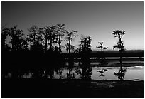 Cypress trees reflected in a pond, Lake Martin. Louisiana, USA (black and white)